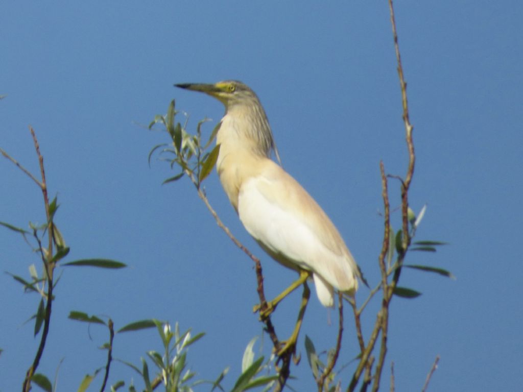Sgarza ciuffetto in risaia